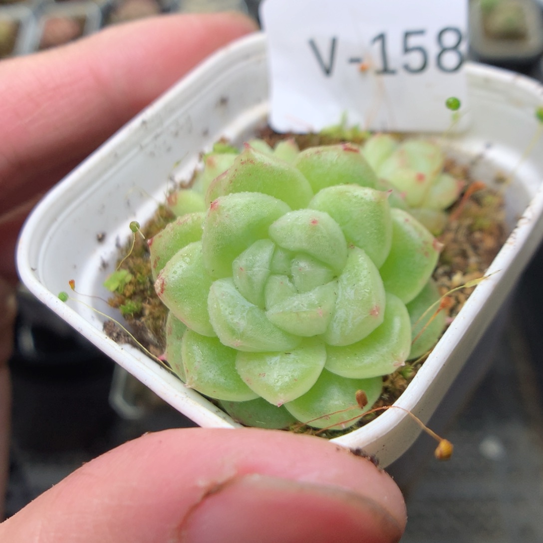 V158y y y y y y y y