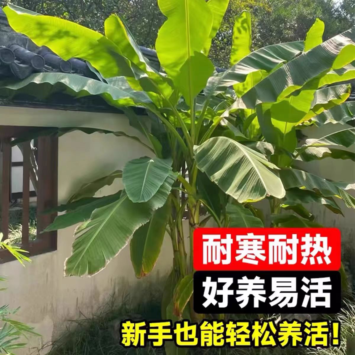 耐寒大叶芭蕉树大苗可净化空气适合南北方庭院室外盆栽