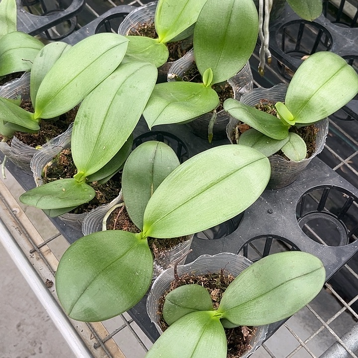 当前无花栽培后可以开花香奈儿3.0苗