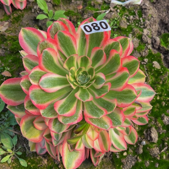 080多肉植物盆栽