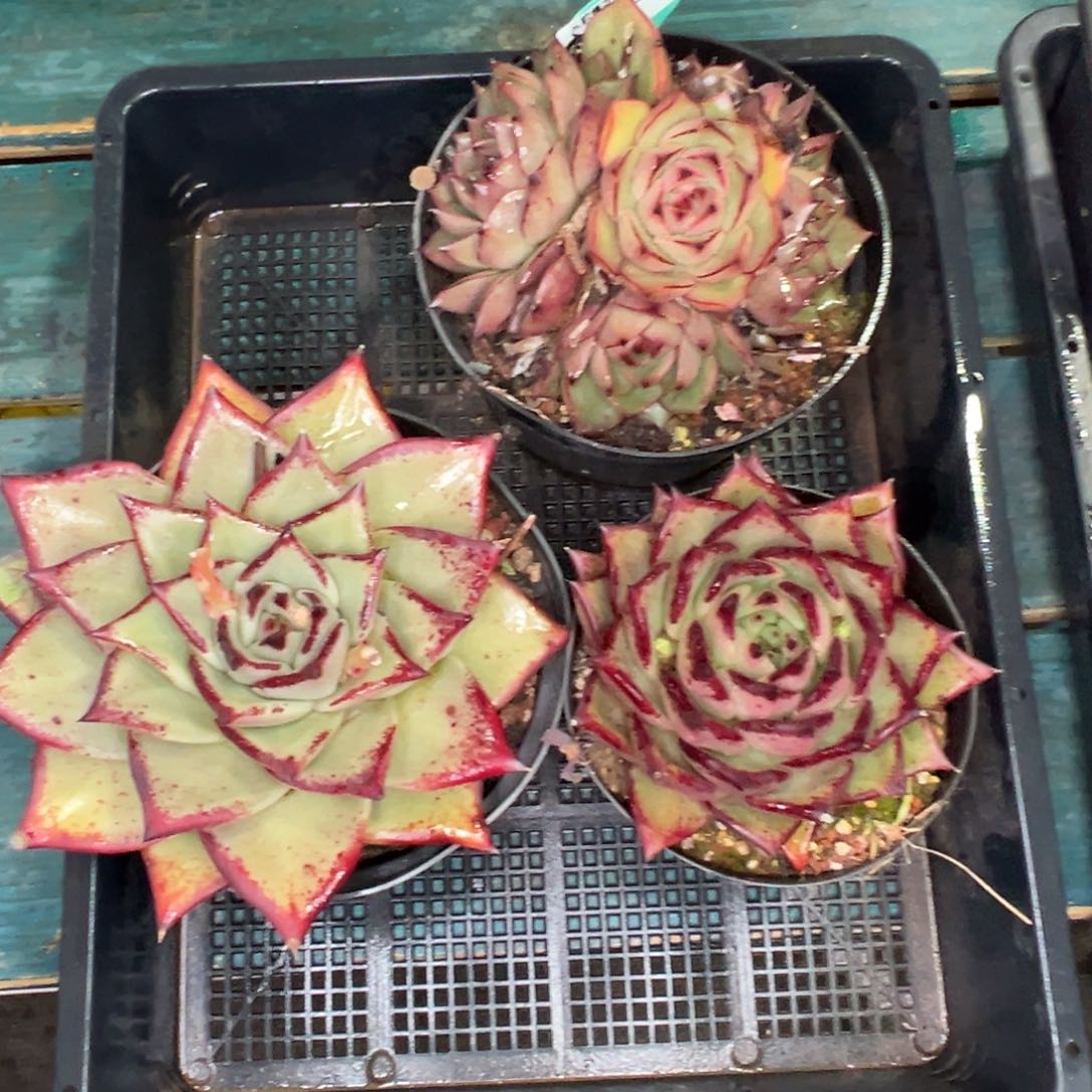 多肉一物一拍0119-429