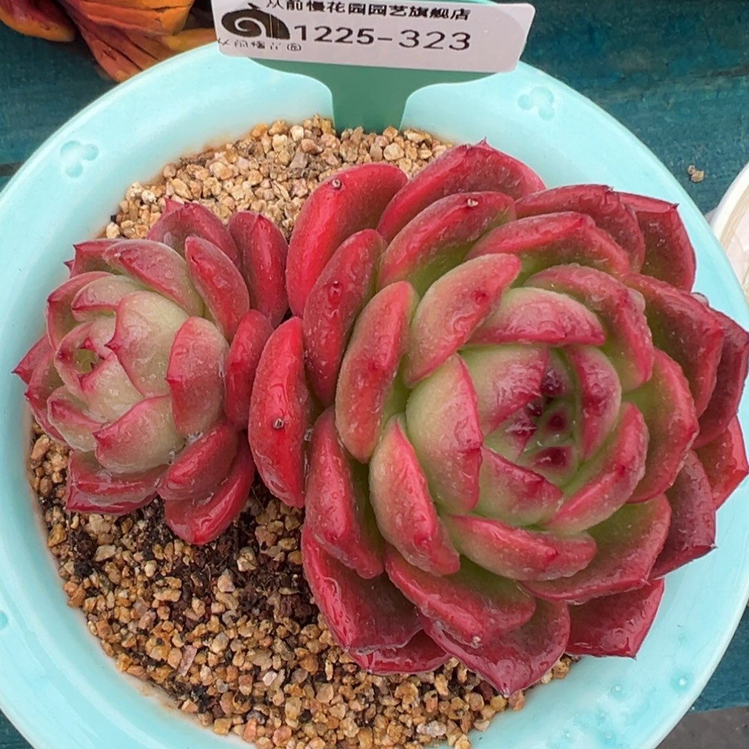 从前慢花园多肉编号1225-323