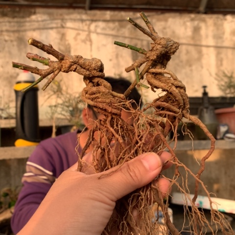 当前无花栽培后可以开花