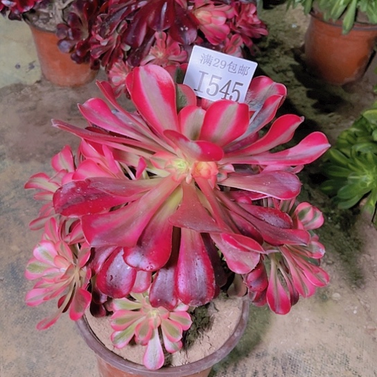 545美杜莎多肉植物