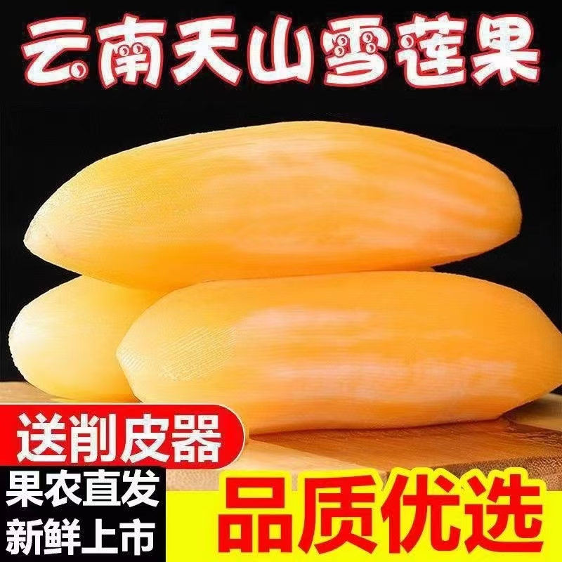 正宗云南天山雪莲果现挖应季新鲜清甜可口带削皮刀