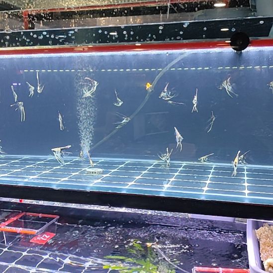 神仙鱼玛娜卡普鲁神仙燕鱼