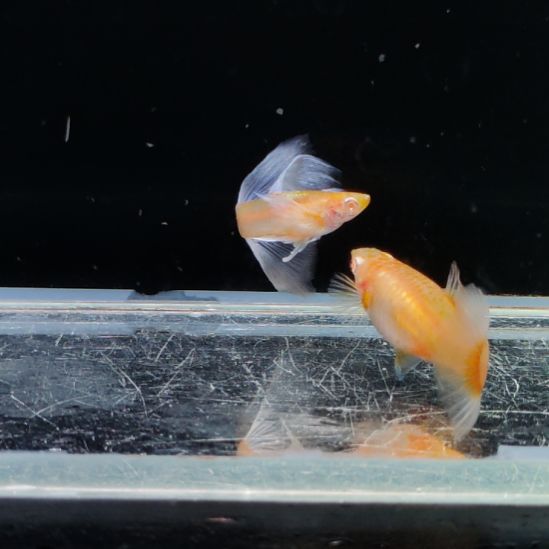 ᑋ***闹孔雀鱼紫白飞船一对