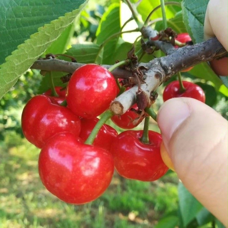 樱桃树苗南方北方种植当年结果盆栽地栽意大利早红大樱桃树苗包