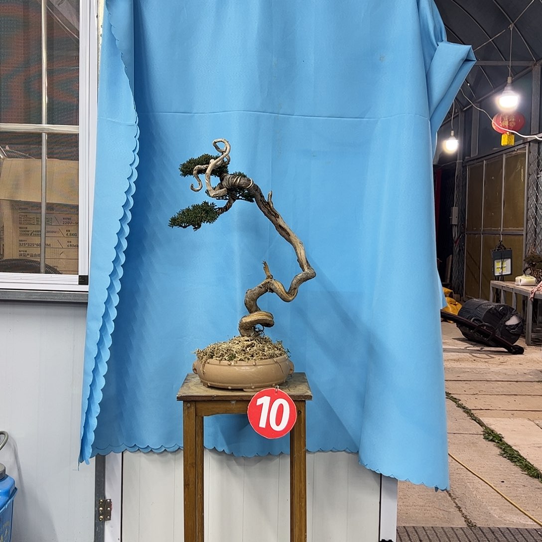 无花朵老桩老盆济州真柏