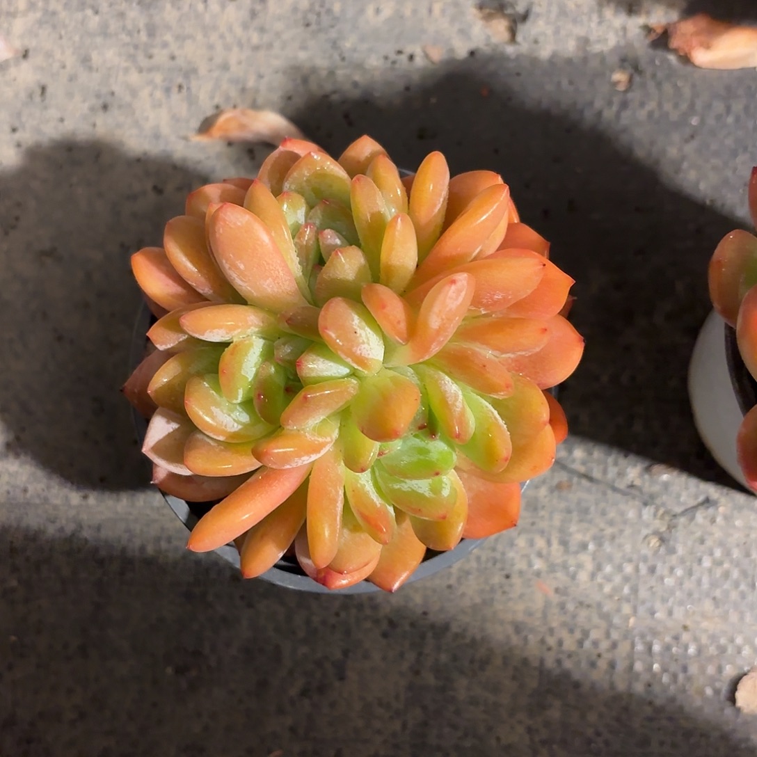 多肉植物啦啦啦啦啦