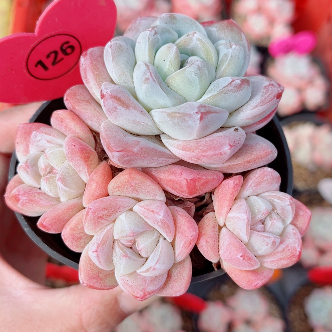 126号小老桩冰玉群