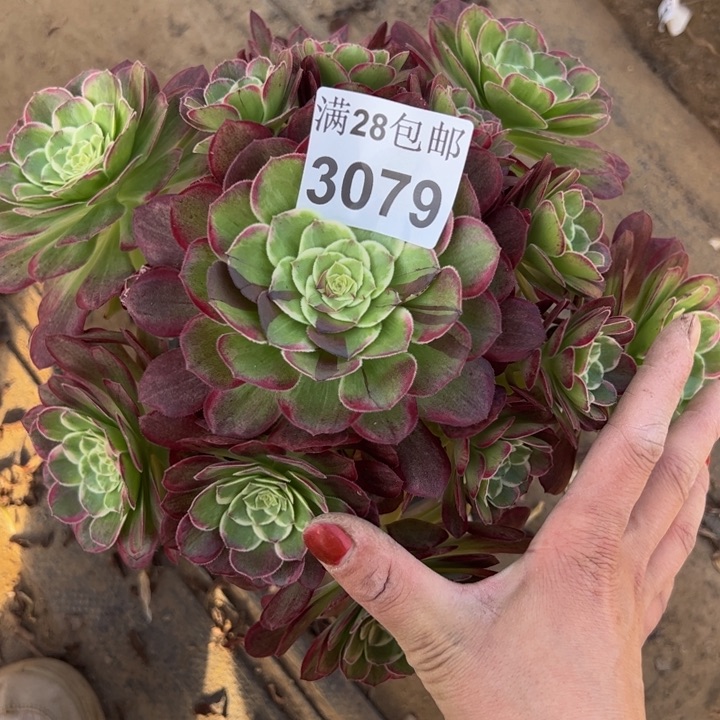 3079水晶莲花多肉植物
