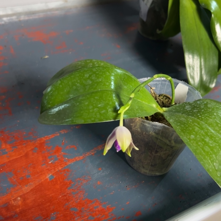 不开花植物原生2.5