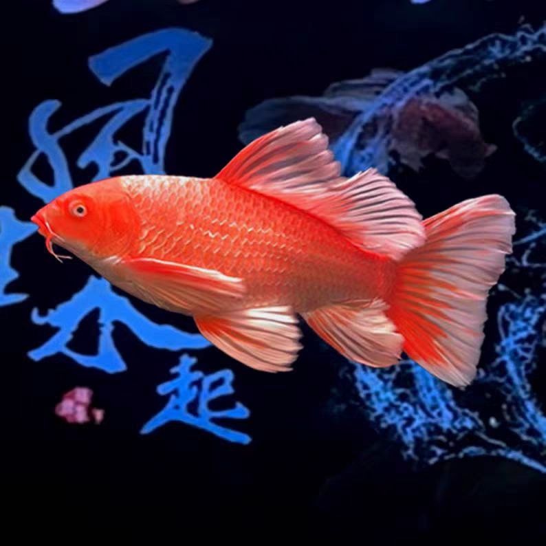 红色普身蝴蝶鲤，大鳍大尾，购鱼前请认真阅读"买鱼须知"