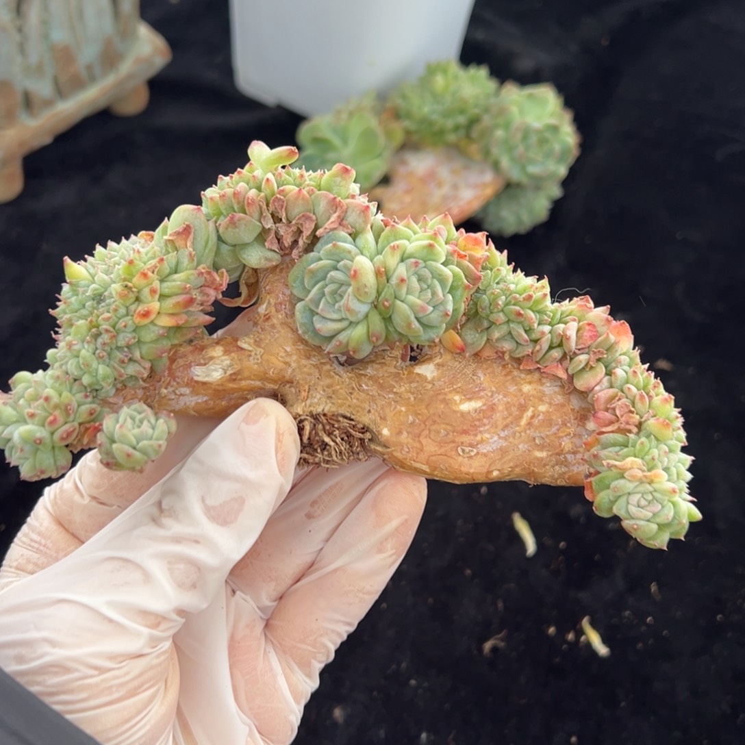 飞**嘎新年快乐 新年快乐 新年快乐