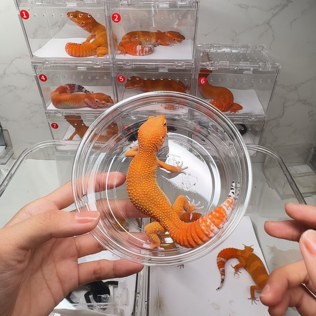 豹纹守宫蜜橘公25g