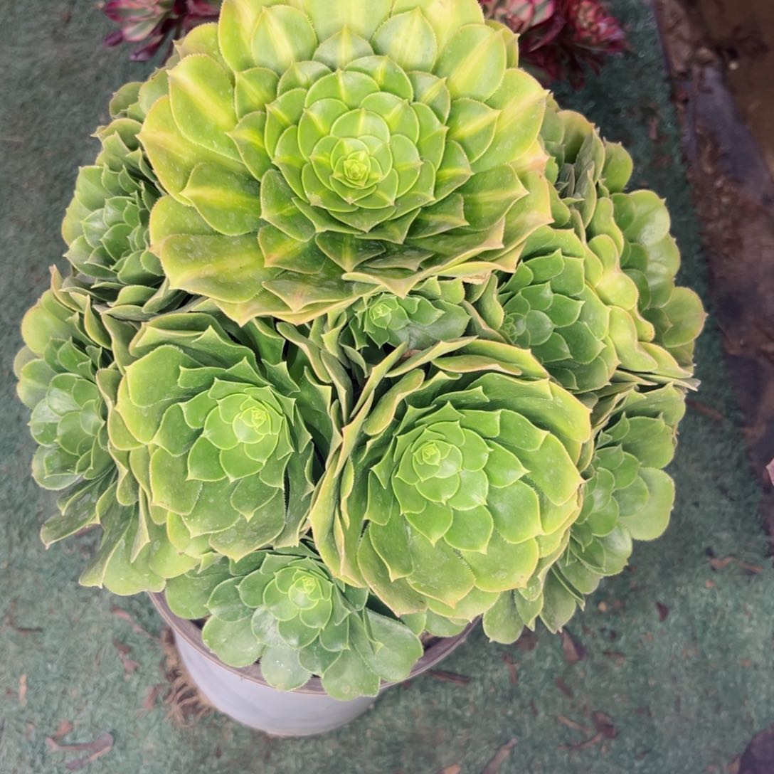 451绿杨蓉中斑多肉植物