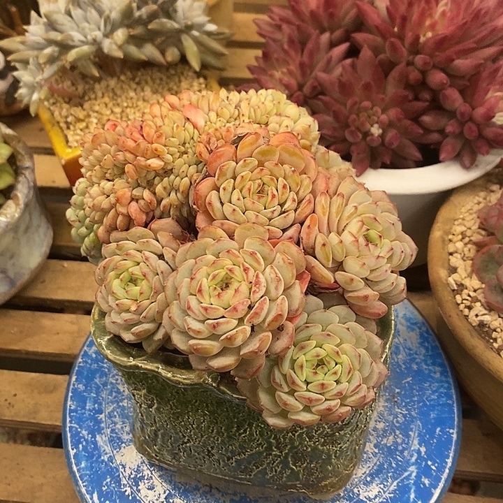 多肉植物肉肉植物