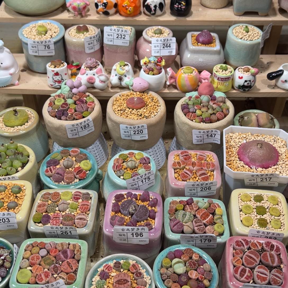 i*包多肉植物282号鸽子蛋5个