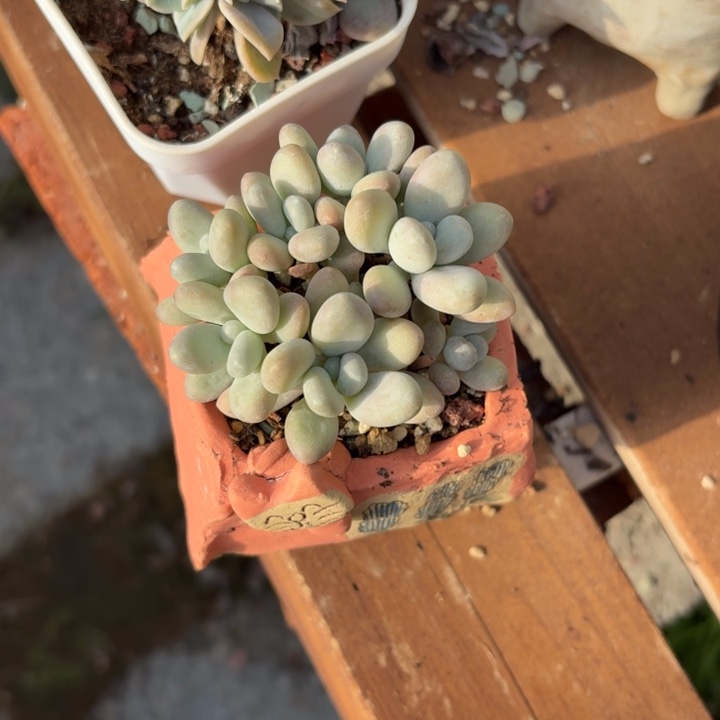 多肉植物美人杂交