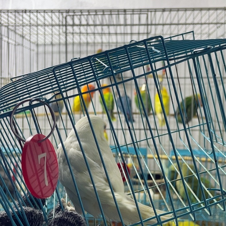 虎皮鹦鹉白玉一只