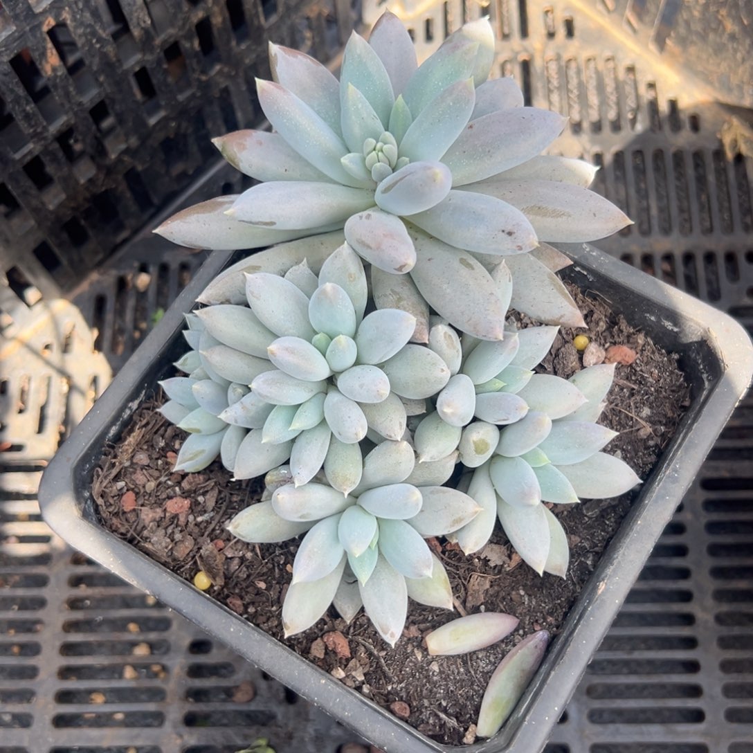 多肉多头哥特【满18包邮】