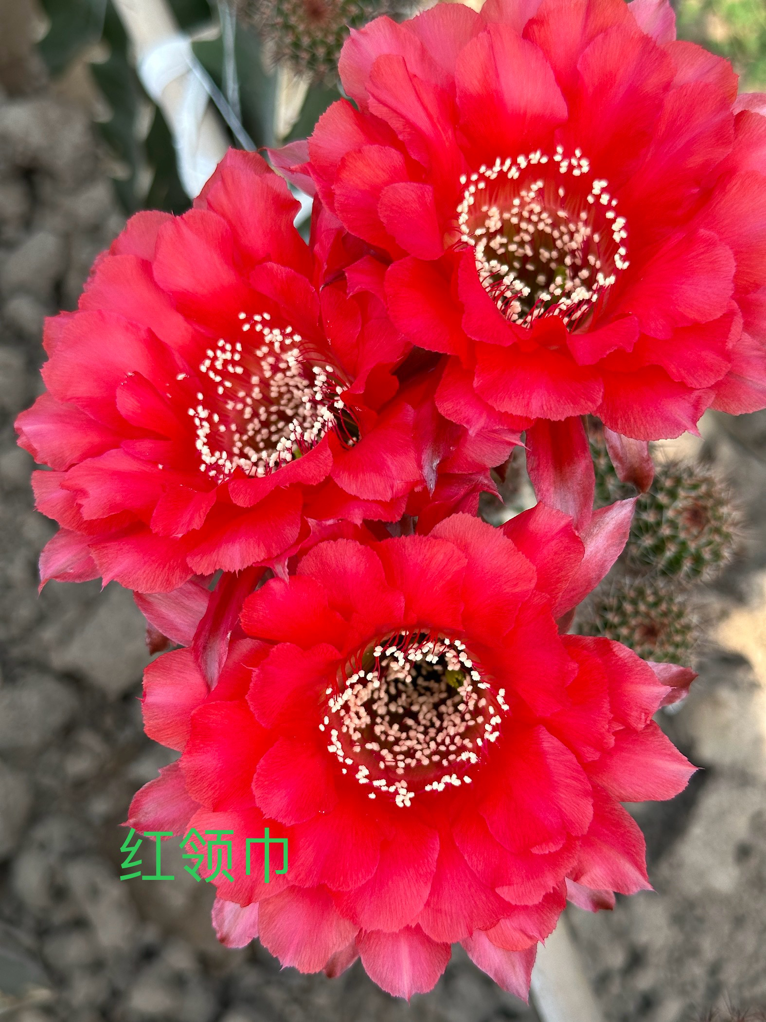 彩草无根侧芽歪红领巾