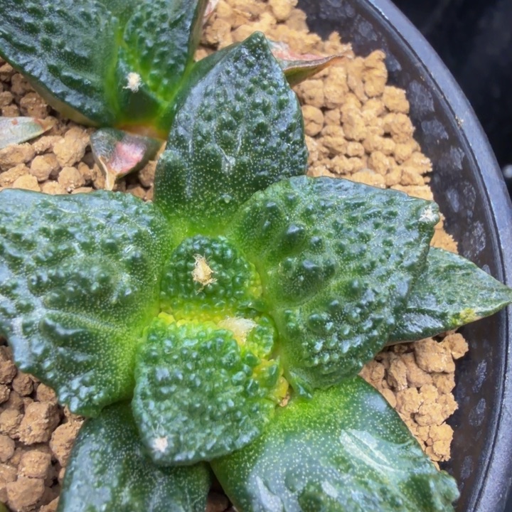 超级哥怒巨大型锦