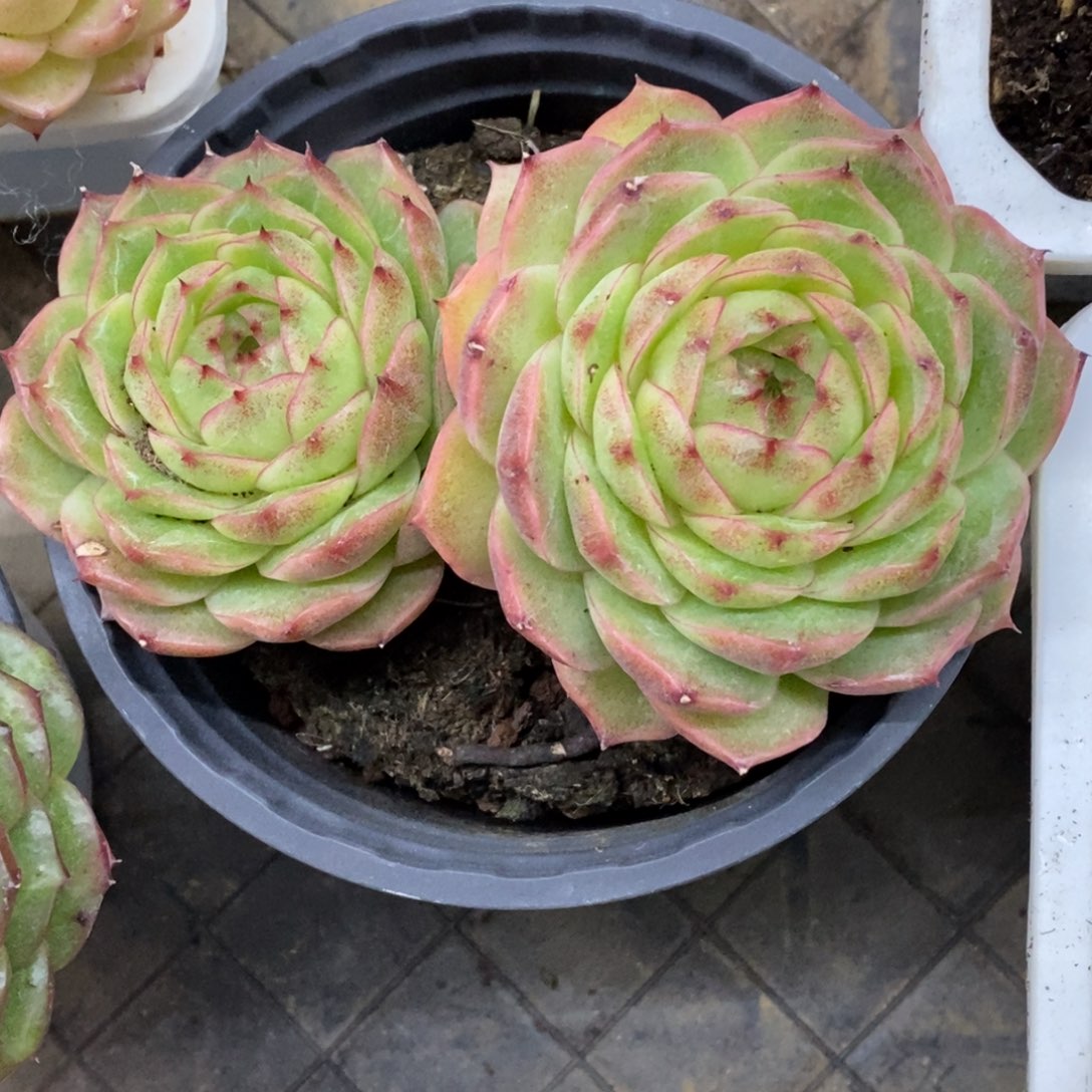 精品多肉一物一拍不包整67