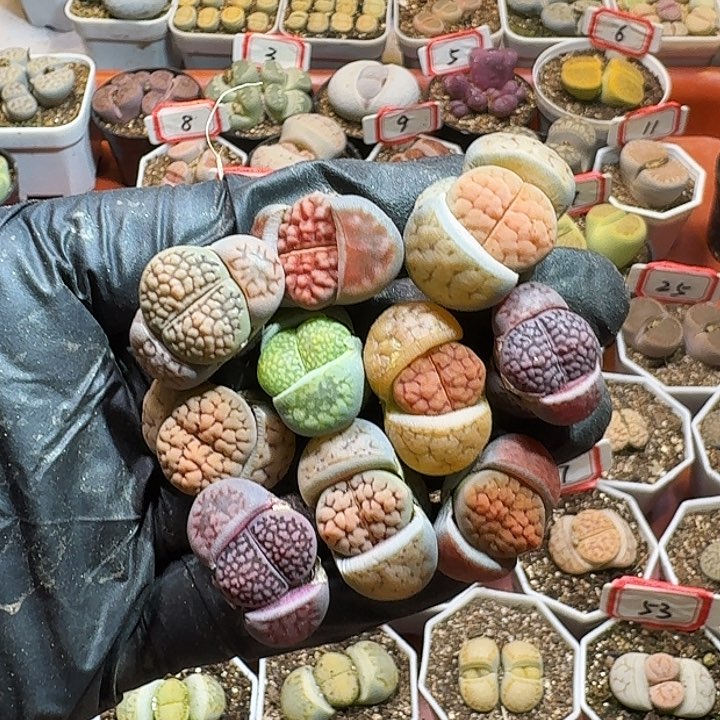 生石花233:：。 136