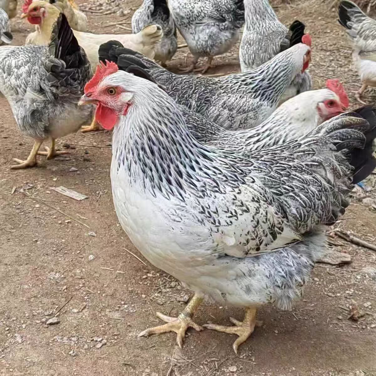 肉鲜美农户散养芦花鸡4斤左右顺丰包邮