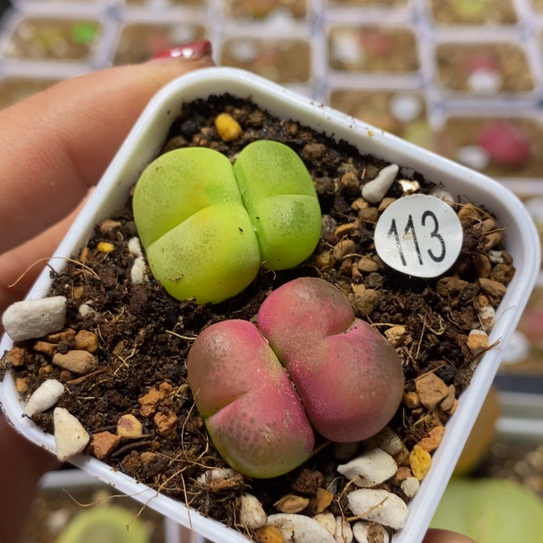 双头两颗（多肉植物