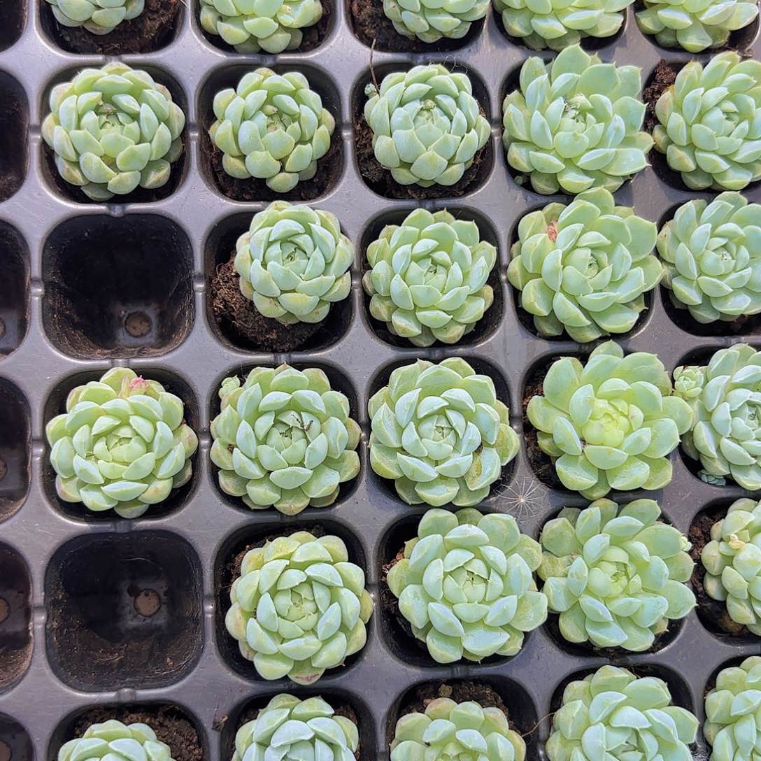 小穴苗羊脂球多肉植物