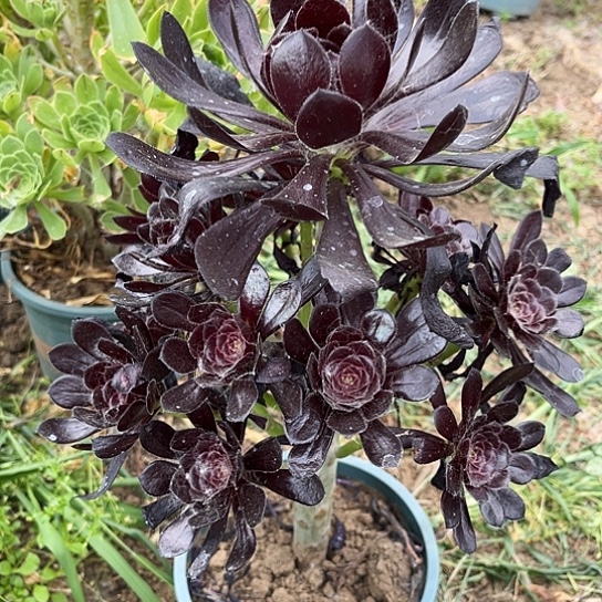 墨法师多肉植物13