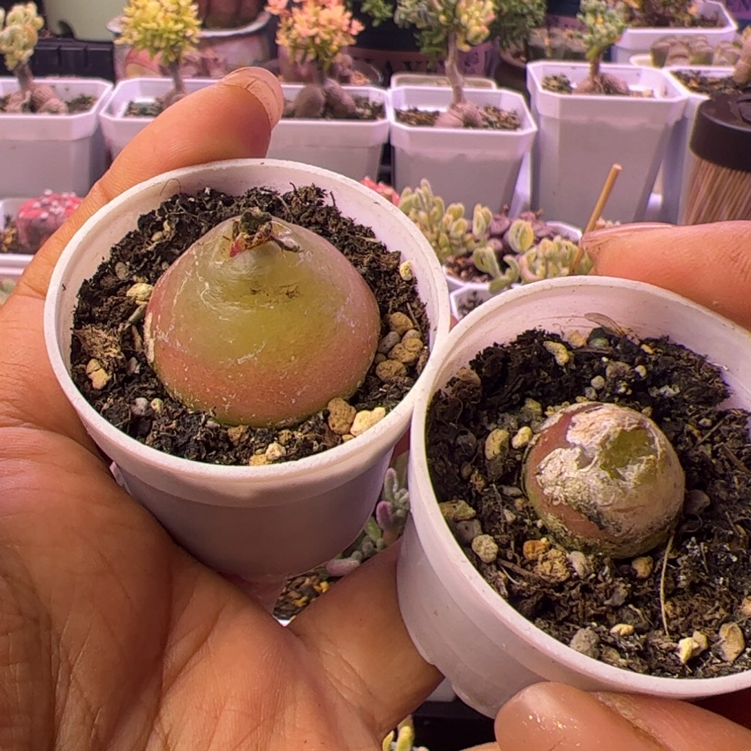 艾***麻多肉植物肉锥灯泡