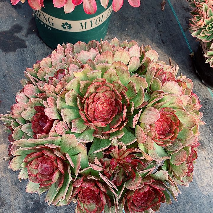 红丝绒法师多肉植物图片