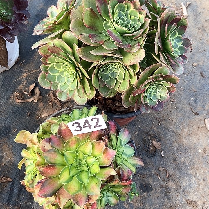 奶白韶华特价342多肉不包断