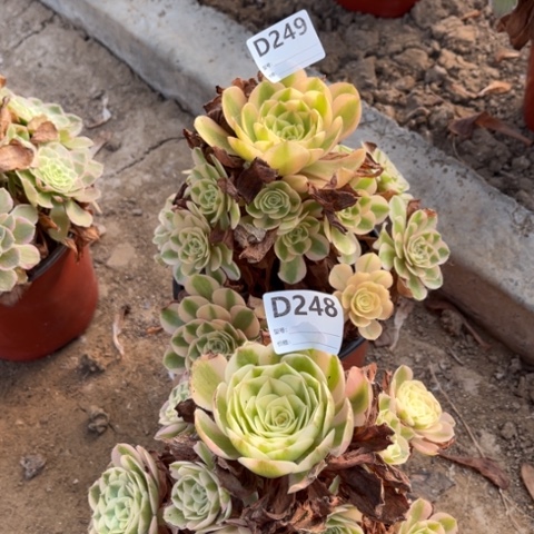 多肉植物万白倾城