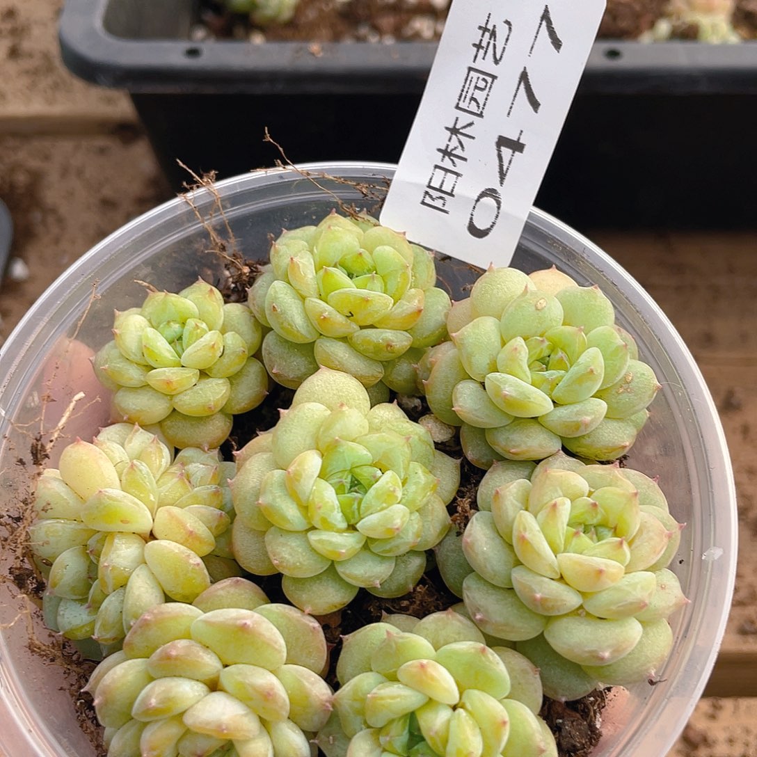 多肉植物多肉植物477