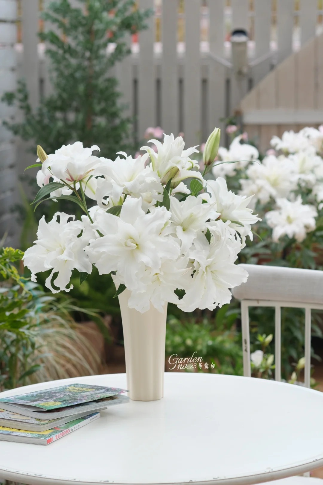 婵之语花咖稀有小众  白天使  重瓣百合/清纯佳人/洁白无瑕