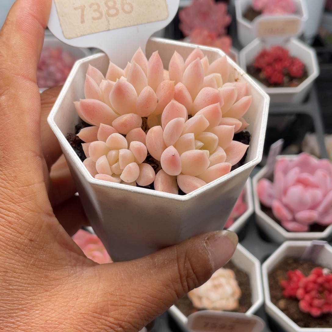 麂***白雪7386-6.0厘米