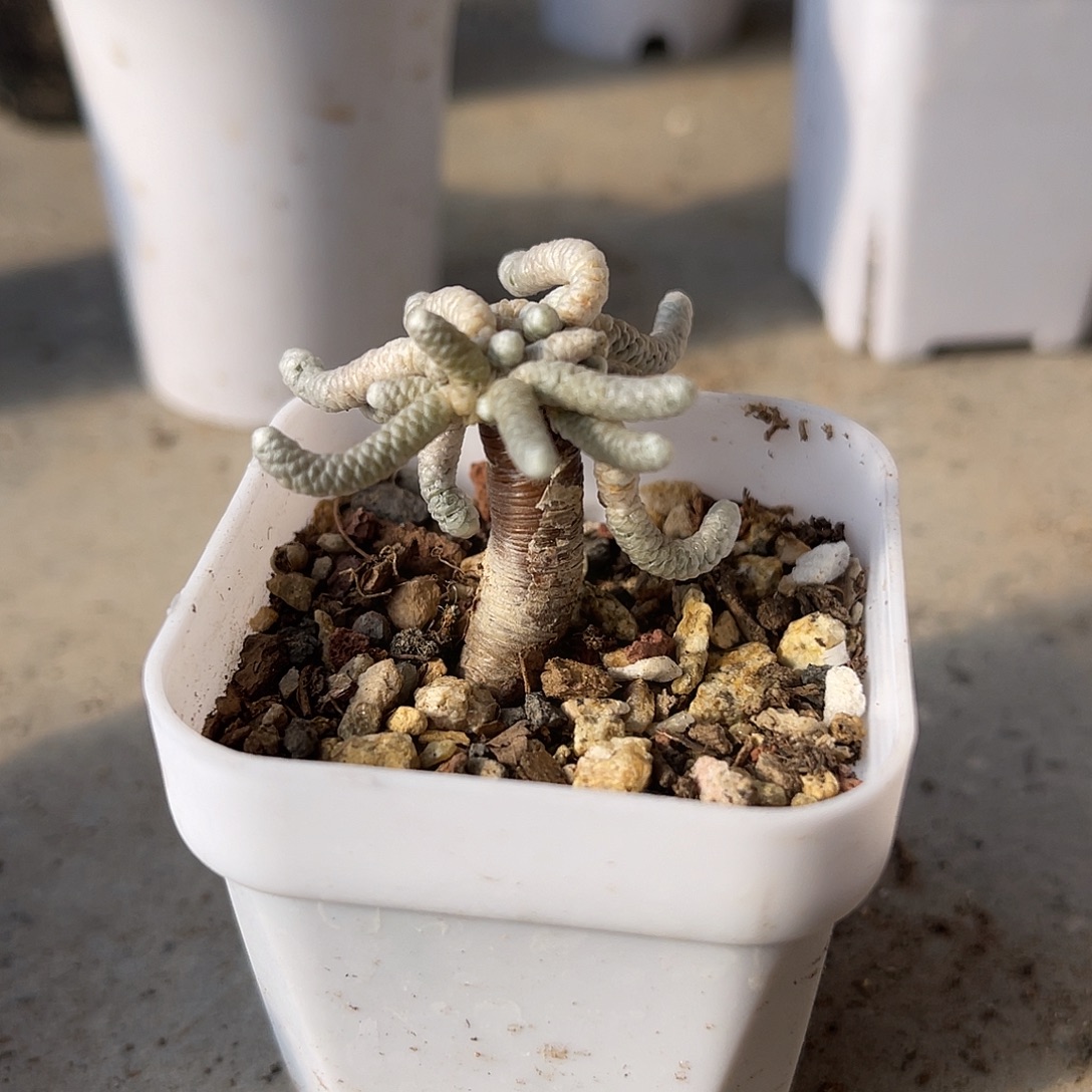 实生银蚕老桩一物一拍