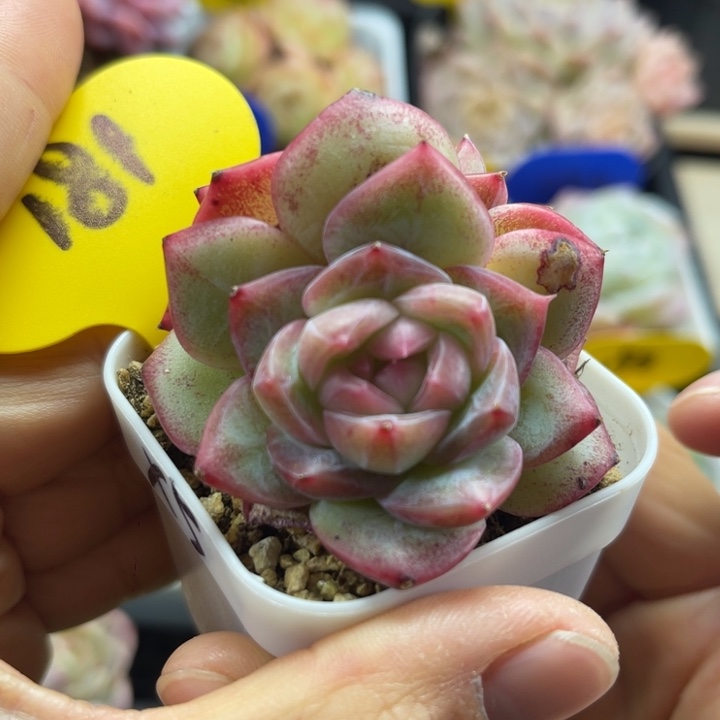 X5珍妮双头181。  