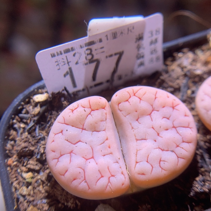 精品生石花28.177