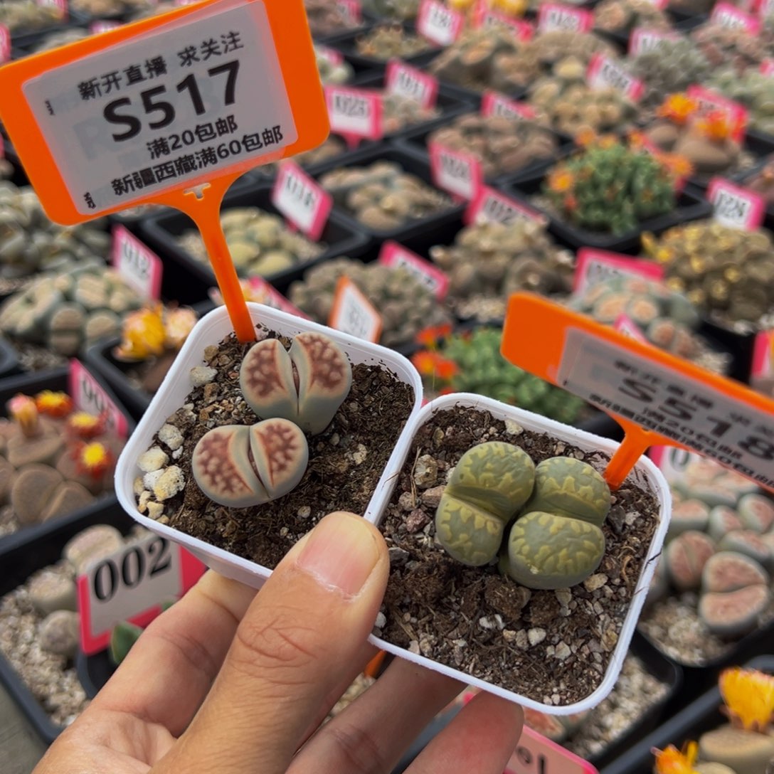 517.518 一物一拍，默认有伤，介意勿拍，不退不换