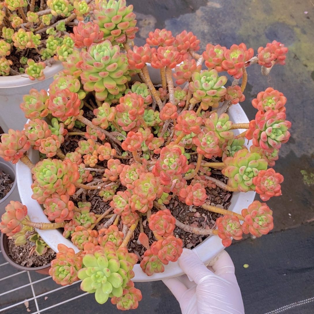 2094香格里拉一物一拍