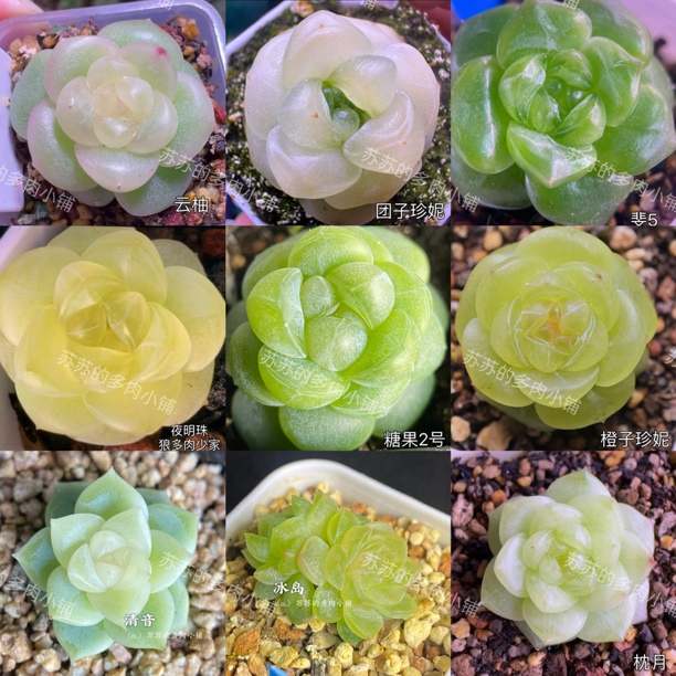 各种热门品种多肉，西米露，宫花，珍妮等热门定繁殖多肉叶片，包对版