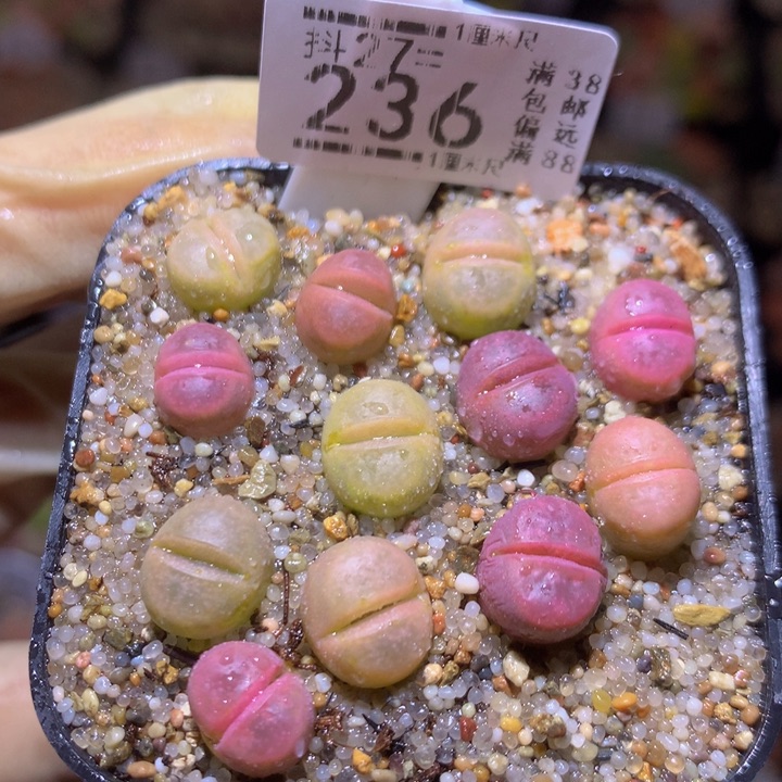 精品生石花27.236