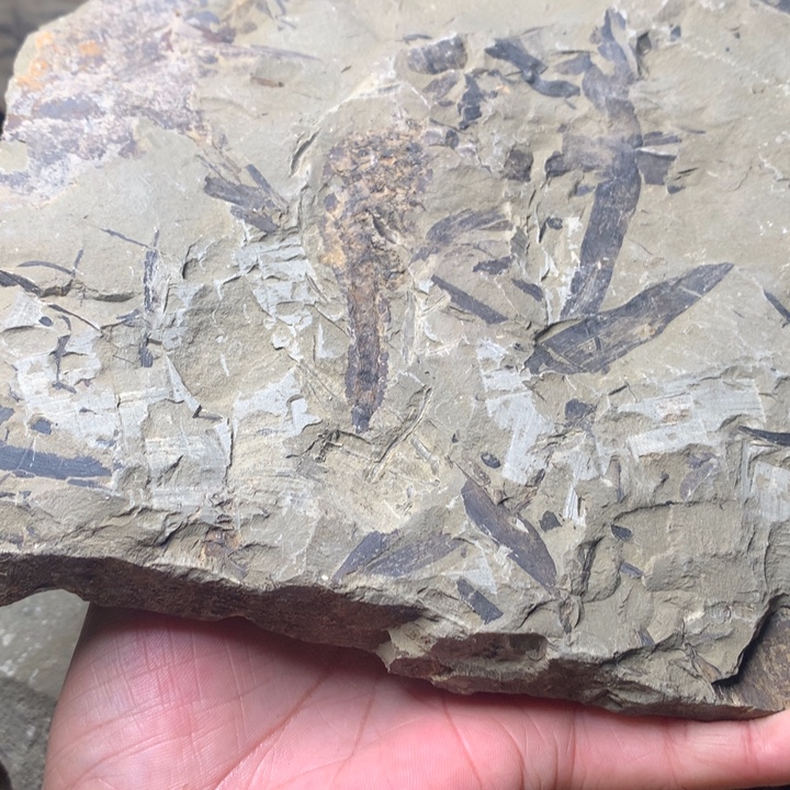 厨***长铝合金双层款植物化石