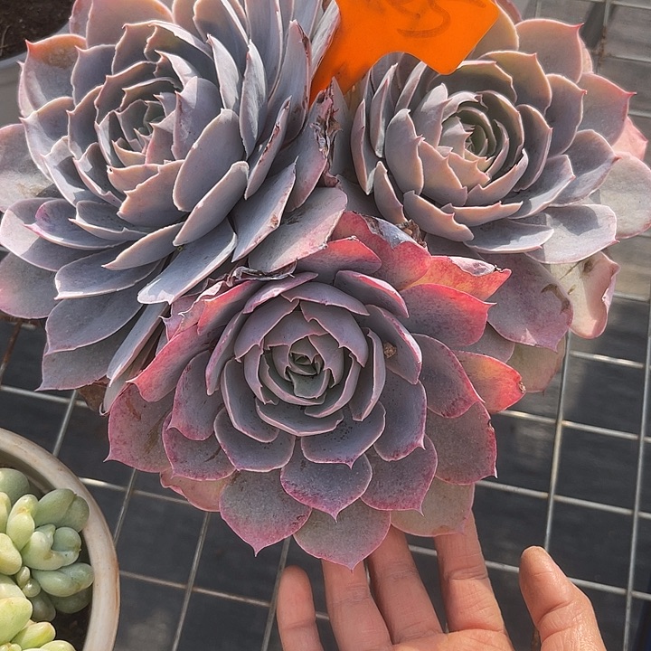 福利出肉，两单包邮125天使